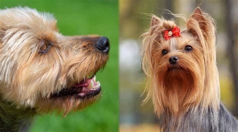 Silky Terrier Vs Yorkshire Terrier Differences And Similarities