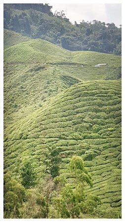 The tea centre up the hill is definitely one of the must visit attractions when you are in cameron highlands. Boh Tea Plantation (Cameron Highlands, Malaysia): Top Tips ...