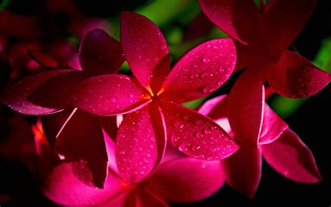 Red Plumeria Flowers Wallpapers Hd Wallpapers Id 5655