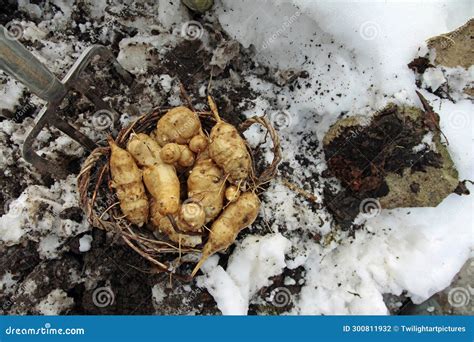 Harvesting Jerusalem Artichokes In Winter With A Digging Fork Stock