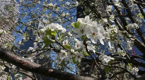 The Survivor Tree Blooms On The 911 Memorial Site Photo Survivor