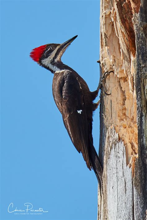 Pileated Woodpecker Pacific Northwest Photography Forum
