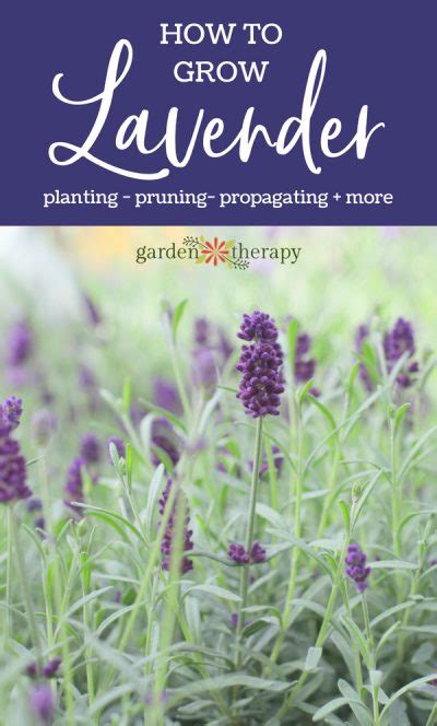 The Essential Guide To Growing Lavender Garden Therapy