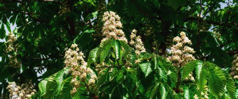 Flowering Chestnut Tree Stock Photo Image Of Green Brown 70599772