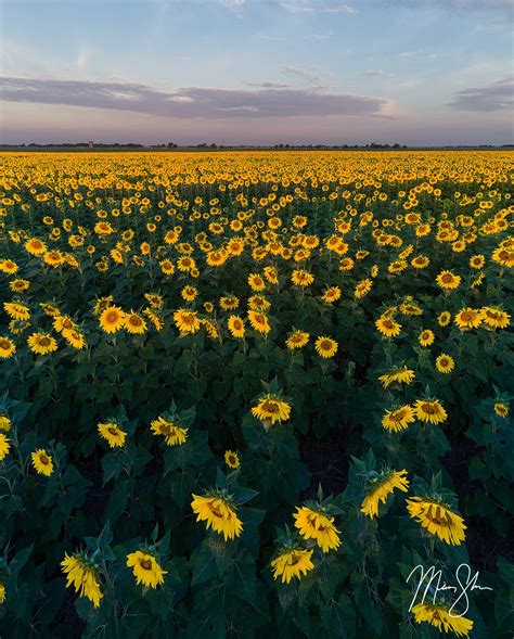 Sunrise From Above The Sunflowers Near Oxford Kansas Mickey