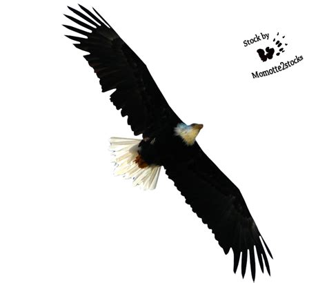 Cut Out Stock Png 32 Flying Bald Eagle By Momotte2stocks On Deviantart