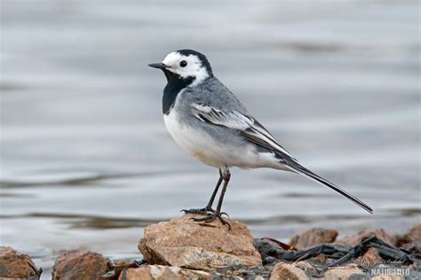 White Wagtail Photos White Wagtail Images Nature Wildlife Pictures