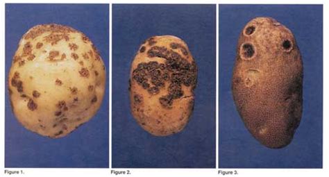 If you purchased potatoes in a plastic bag, the best thing to do is to remove them from the plastic bag and put them in a paper bag, cardboard box or basket. Potato Scab fact sheet