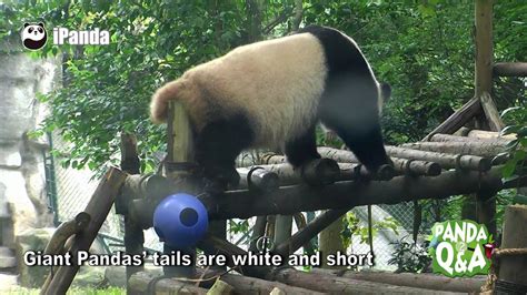 Why Do Giant Pandas Have Tails Do They Really Need A Tail Check Out