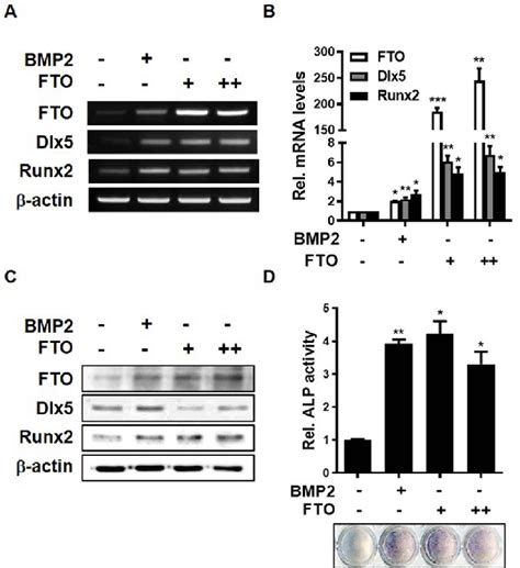 Overexpression Of Fto Induces Osteogenic Differentiation Of C3h10t1 2 Download Scientific