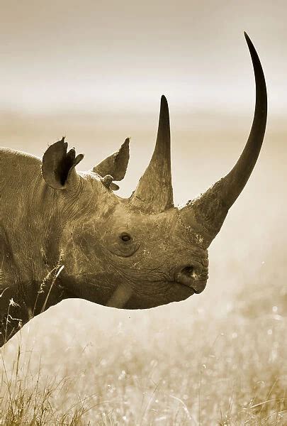 Side Profile Of Black Rhinoceros Diceros Bicornis 19881653 Canvas