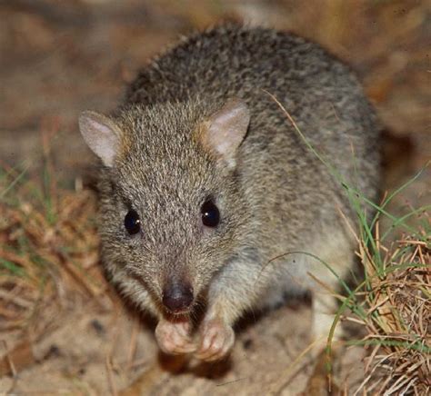 Species Profile—bettongia Tropica Northern Bettong Environment