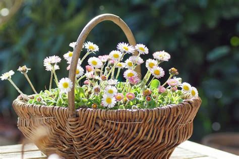 Floral Spring Basket With Daisy Flowers On A Table Stock Photo Image