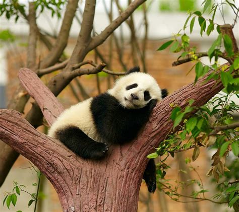 1920x1080 Resolution Panda Animal Animals Happy Hd Wallpaper