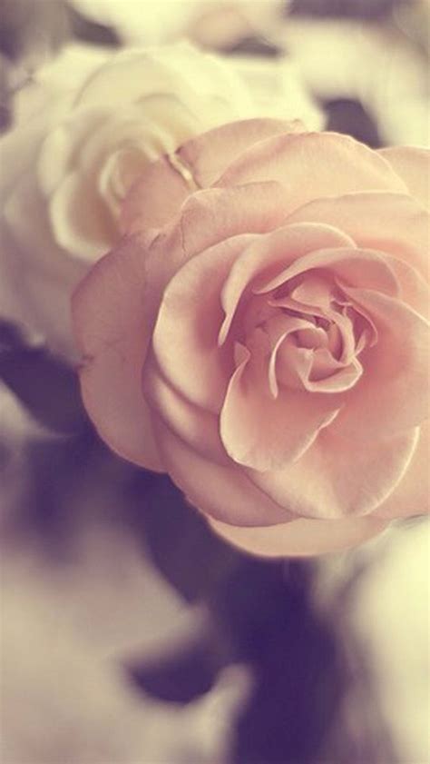 Pink Flower Iphone Wallpapers Free Download