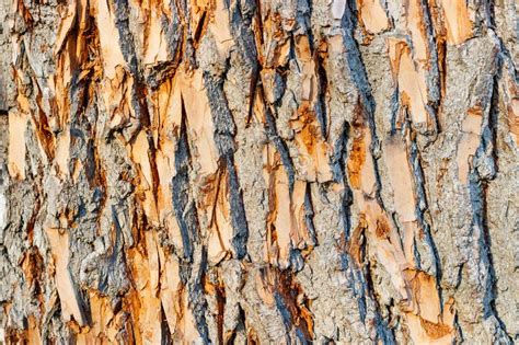 Texture Of The Tree Bark Closeup Natural Wood Background Stock Image