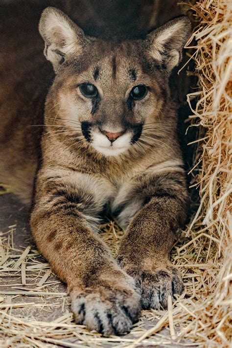 Orphaned Mountain Lion Cubs Taken In By Oakland Zoo Yubanet