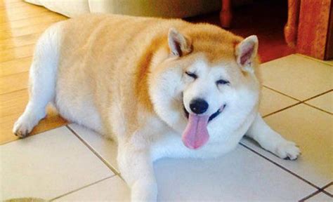 13 Plus Sized Pets That Are Too Cute To Fat Shame Freak 4 My Pet