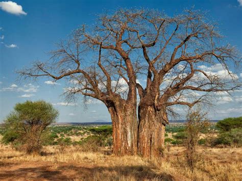 The Baobab Fun Facts About Africas Tree Of Life 42 Off
