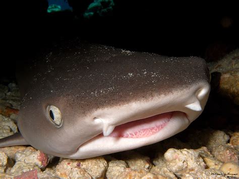 M0023762 Triaenodon Obesus White Tip Reef Shark Tiburó Flickr
