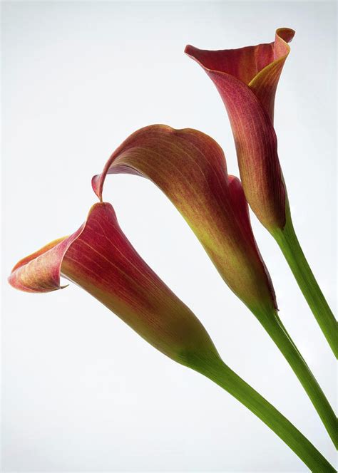 Pink Calla Lilies 1 Photograph By Shirley Mitchell Fine Art America