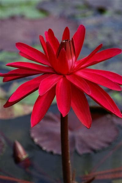 Nymphaea ‘red Flare International Waterlily Collection