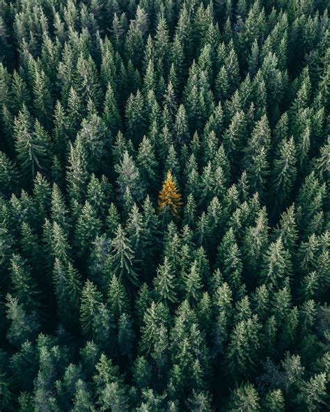 Download Mobile Wallpaper Forest Coniferous Tops Trees View From