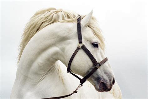 Horse Images 20 Gorgeous White Horses Pictures For