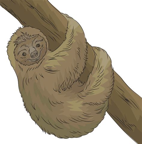 Sloth Clipart Free Download Transparent Png Creazilla