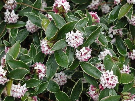 Flowers of viburnum lantana, wayfarer, wayfaring tree. PlantFiles Pictures: Daphne, Fragrant Daphne, Variegated ...