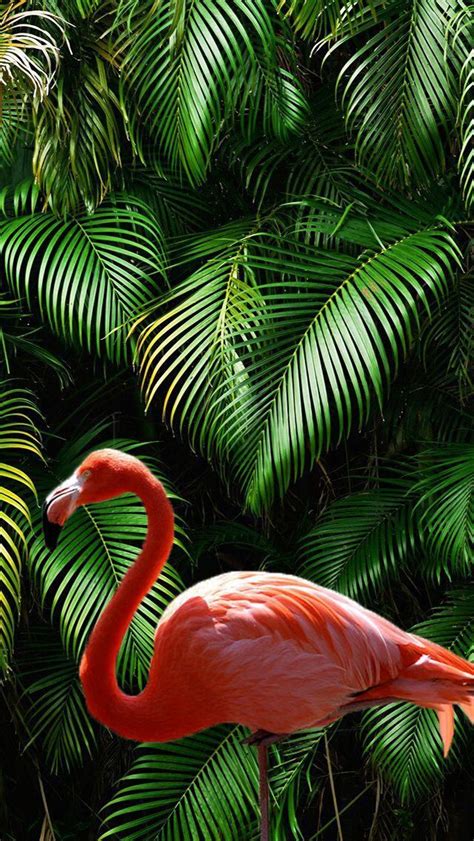 Flamingo Tapete Photo Stroy Flamingo Wallpaper Animal Wallpaper