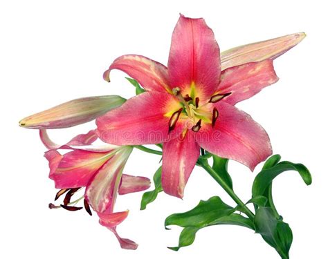 Pink Lily Flower Isolated Stock Image Image Of Beauty 172182723