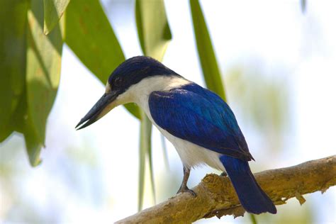 Forest Kingfisher Naturetrek Wildlife Holidays Flickr