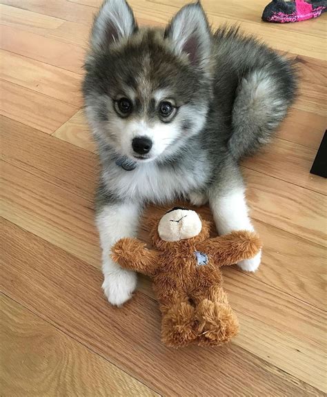 Meet Norman Husky Pomeranian Puppy Cute Out Of This World Cute Baby