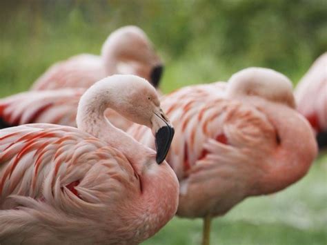 Under new management על ‪ben roberts cafe‬. Rare flamingos lay eggs for first time in 15 years after ...
