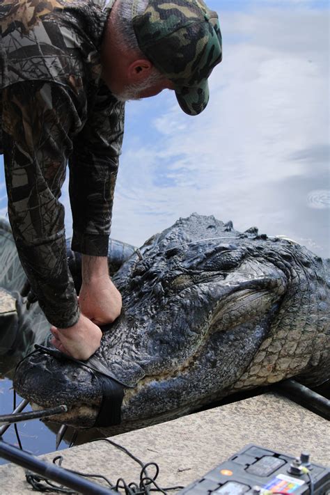 Photos Show 920 Pound Alligator Caught In Florida After 4 Hour Struggle