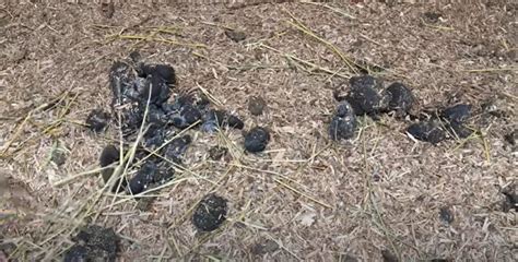 Horse Poop The Complete Guide To Horse Manure Equineigh