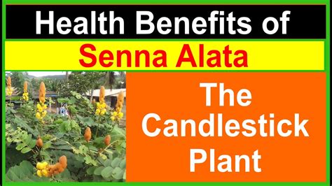 Health Benefits Of Senna Alata The Candlestick Plant Youtube