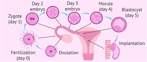 Day By Day Ovulation To Implantation