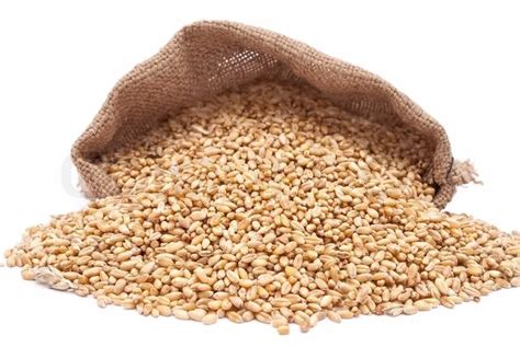 High Quality Wheat Available For Sale Buy Organic Wheatwheatwheat