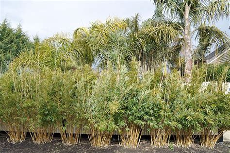 Best Screening Trees Shrubs For San Diego Part 1 Trees And Shrubs