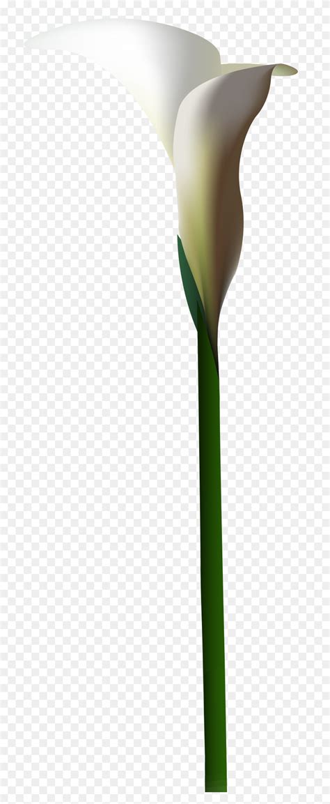 Calla Lily Flower Png Clip Art Calla Lily Png Stunning Free