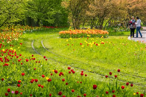Ein großteil der tulpen ist abgeblüht. Tulipan in Britzer Garten - Een beetje Keukenhof in Berlijn
