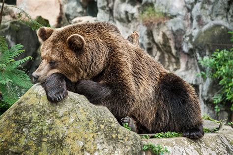 Brown Bear Resting With Both Paws On The Log In Guatemala Stock Photo