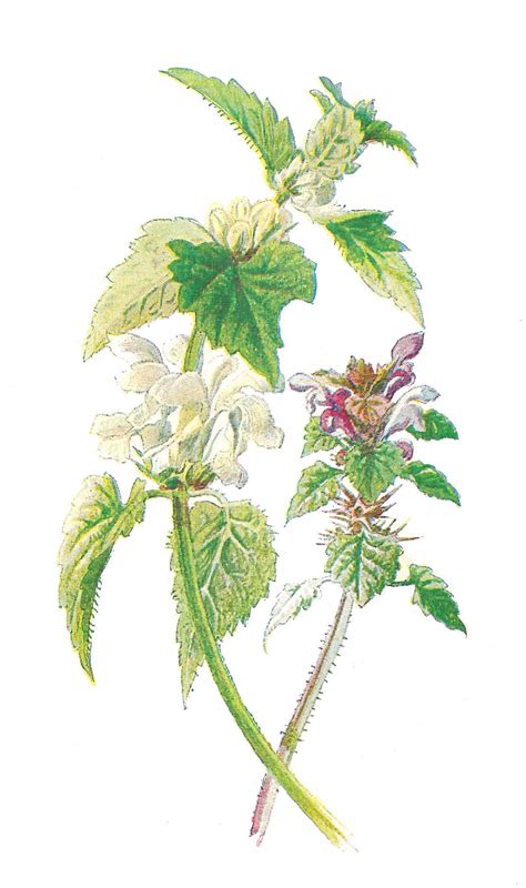 Antique Images Stock Wildflower Free Download Digital Flower Clip Art