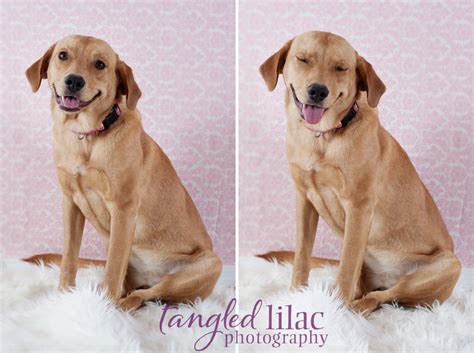 Why go to a dog breeder, cat breeder or pet store to buy a dog or buy a cat when you can adopt? Rescue of the Month from Golden Bone Rescue Rehab {Adopt ...