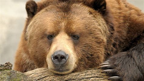Polar Bears And Grizzlies Are Mating To Create Giant Hybrids And
