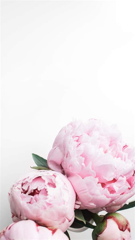 Peony Flower Hd Mobile Wallpapers Wallpaper Cave