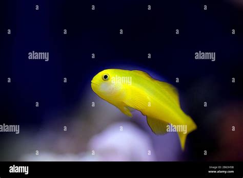 Yellow Clown Coral Goby Isolated In Aquarium Stock Photo Alamy