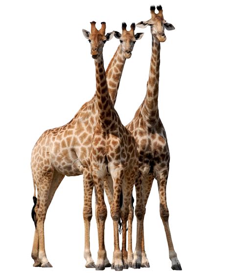 Giraffe Png Image